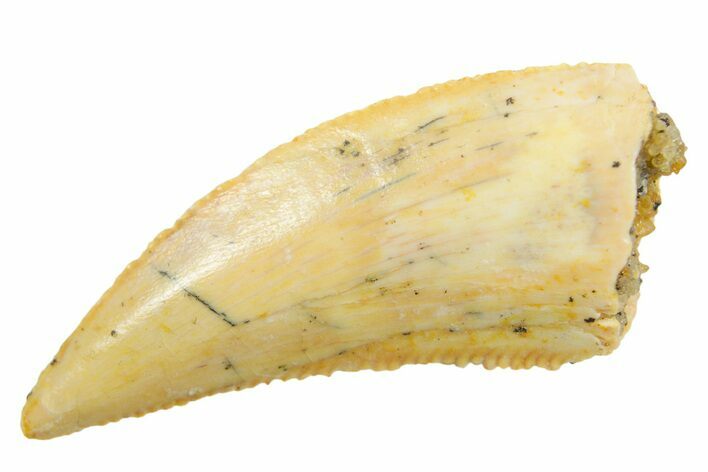 Serrated Raptor Tooth - Real Dinosaur Tooth #364834